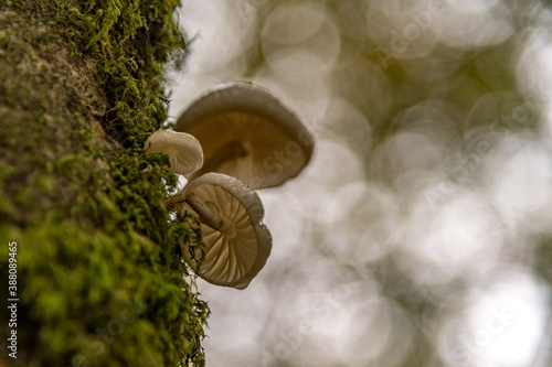 A close up of Porcelain fungus against a bokeh background photo