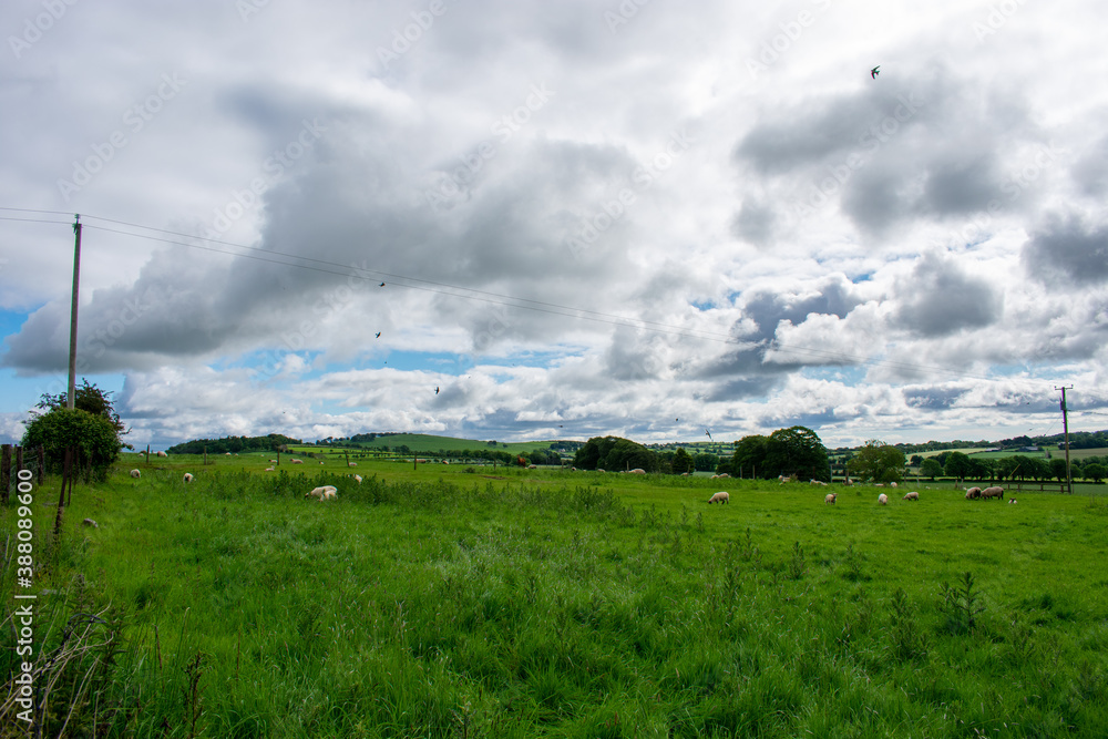 Green Meadow in Irish Countryside Green Meadow in Irish Countryside