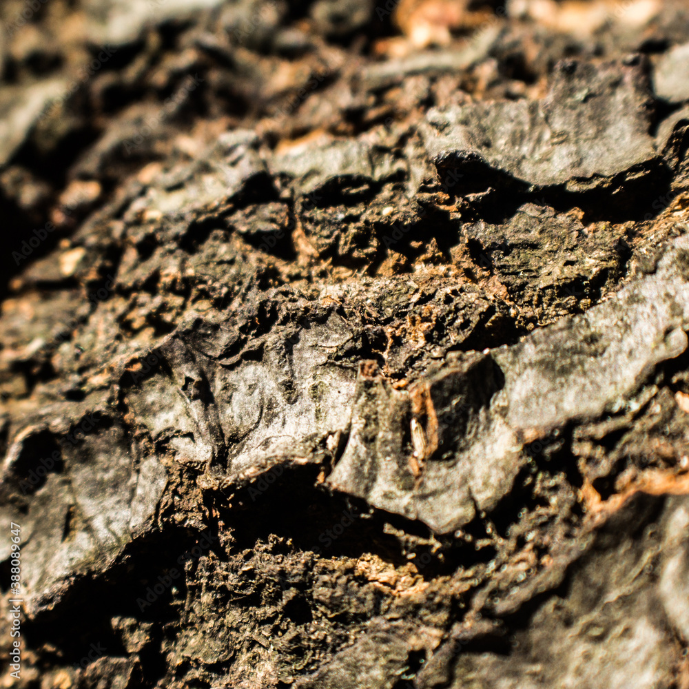 tree bark tree bark