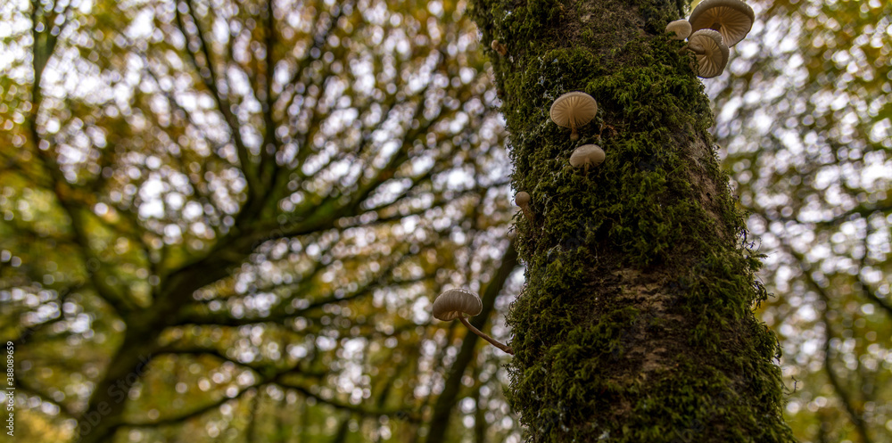 Fototapeta premium Porcelain mushrooms growing on a mossy tree, set against a diffused treetop background