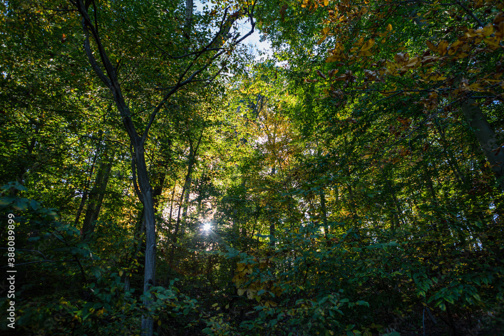 Early autumn forest scene with sun flaring through leaves starting to turn color