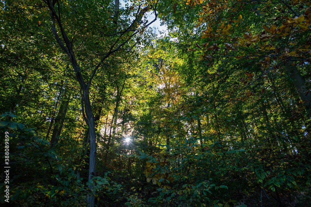 Early autumn forest scene with sun flaring through leaves starting to turn color Early autumn forest scene with sun flaring through leaves starting to turn color