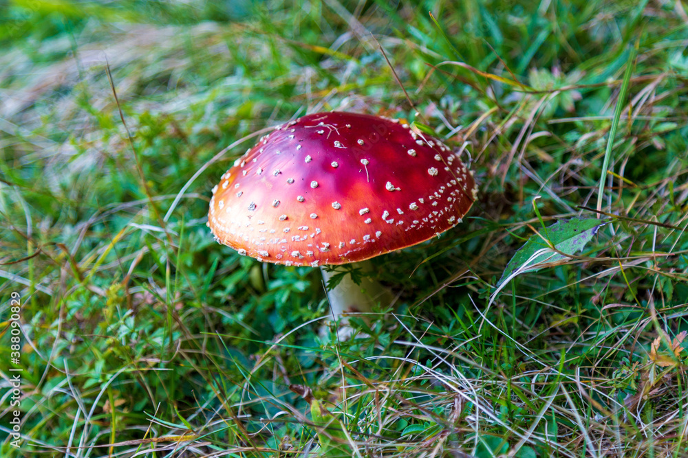 Fliegenpilz - rot - giftig - gefahr - Mushroom Fliegenpilz - rot - giftig - gefahr - Mushroom
