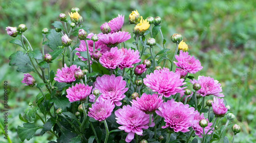 Close-up of pink chrysanthemum flower heads Close-up of pink chrysanthemum flower heads