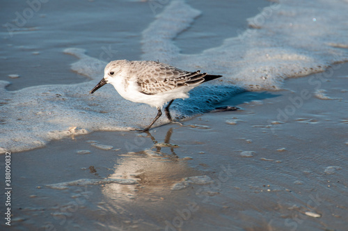 Sanderling photo