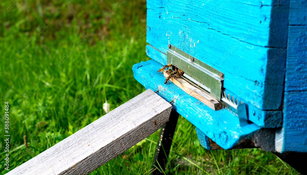 Beekeeping. Working bees are of the honey in the hive. Homemade belt. Blue house for bees. belt. Beekeeping. Working bees are of the honey in the hive. Homemade belt. Blue house for bees. belt.