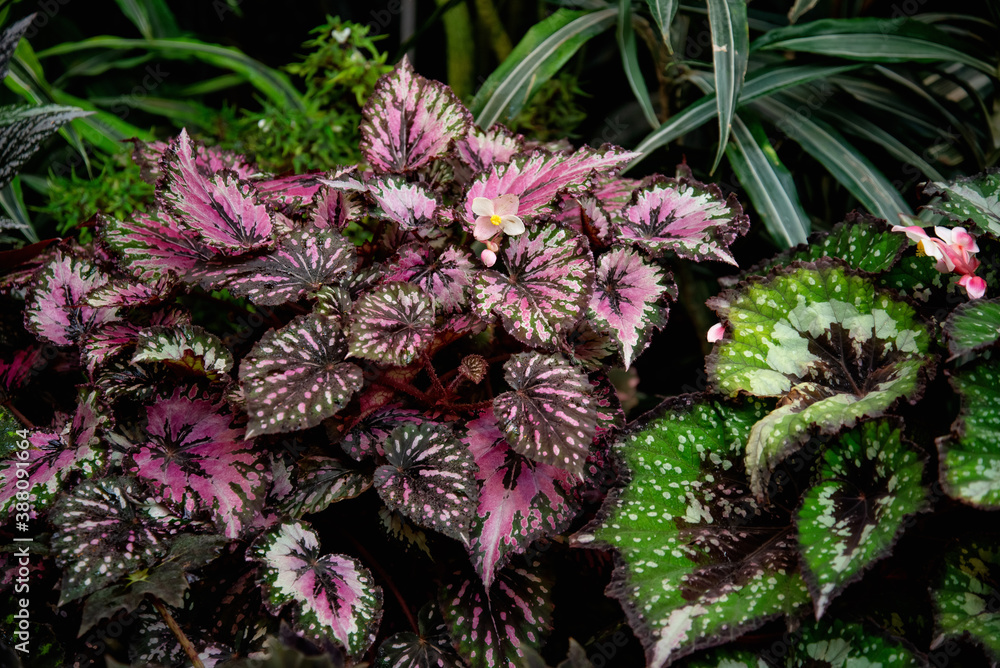 Artistic Different Kinds Of Begonia Plants Moment in HD Artistic Different Kinds Of Begonia Plants Moment in HD