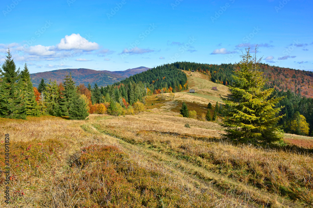 Mountain  view with meadow and colorful autumn trees, Gorce Mountains, Poland