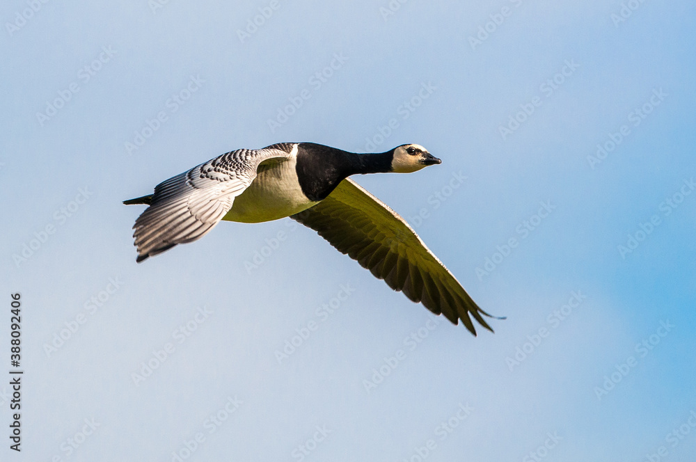 Obraz premium Fliegende Nonnengans
