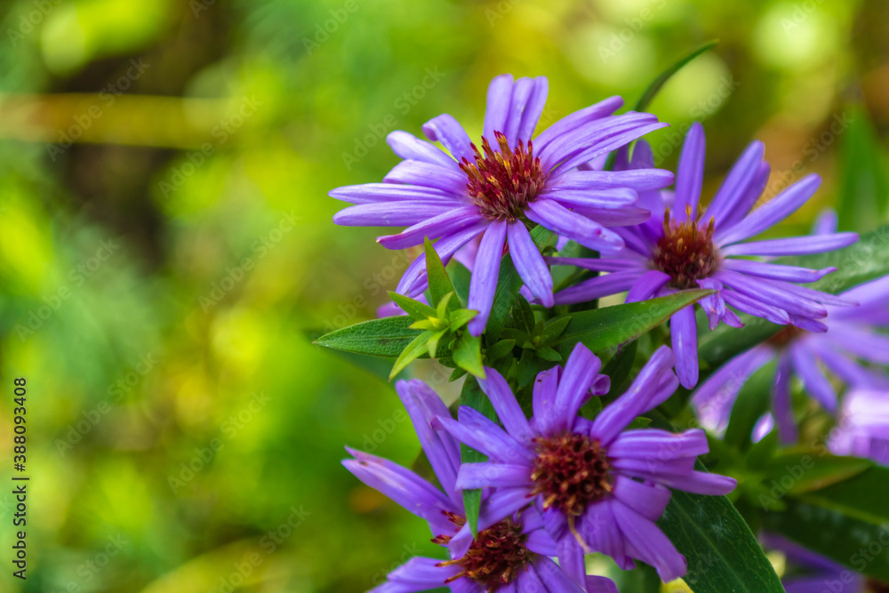 Obraz premium Aster Tataricus