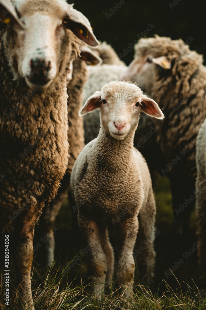 Glückliche Schafe 