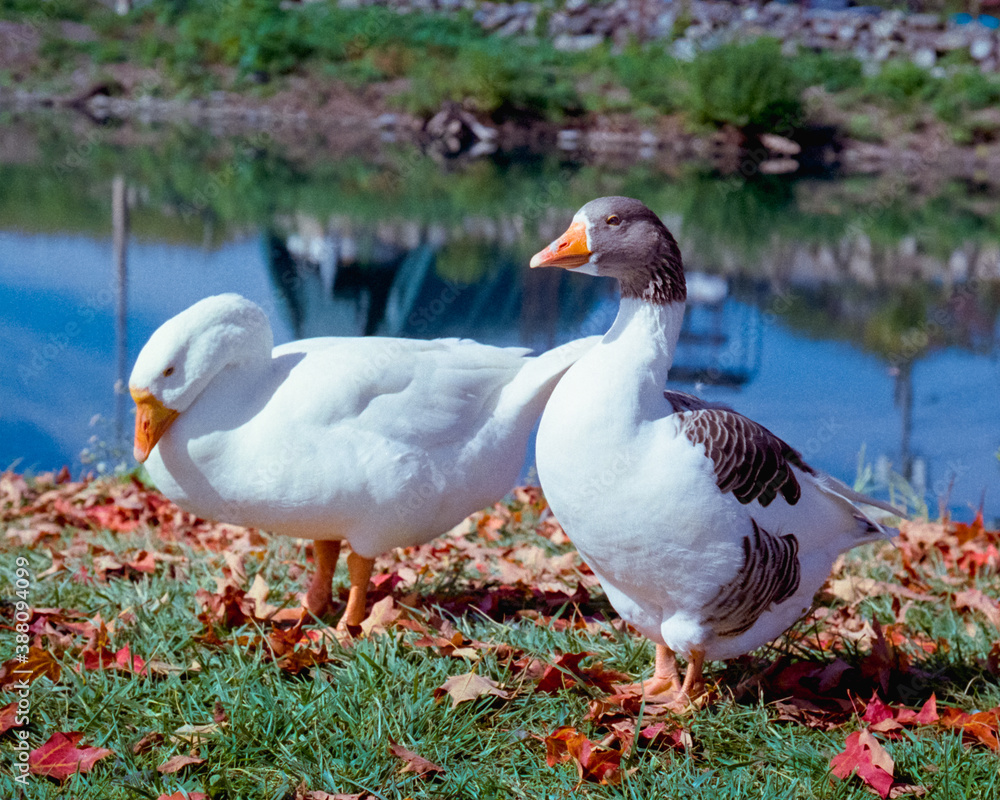 Obraz premium 2 White ducks surrounded by fallen leaves in fall sun 2