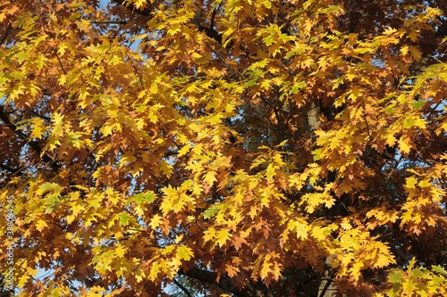 Close up of beautiful golden foliage of Quercus rubra tree (northern red oak) in autumn sunny day.