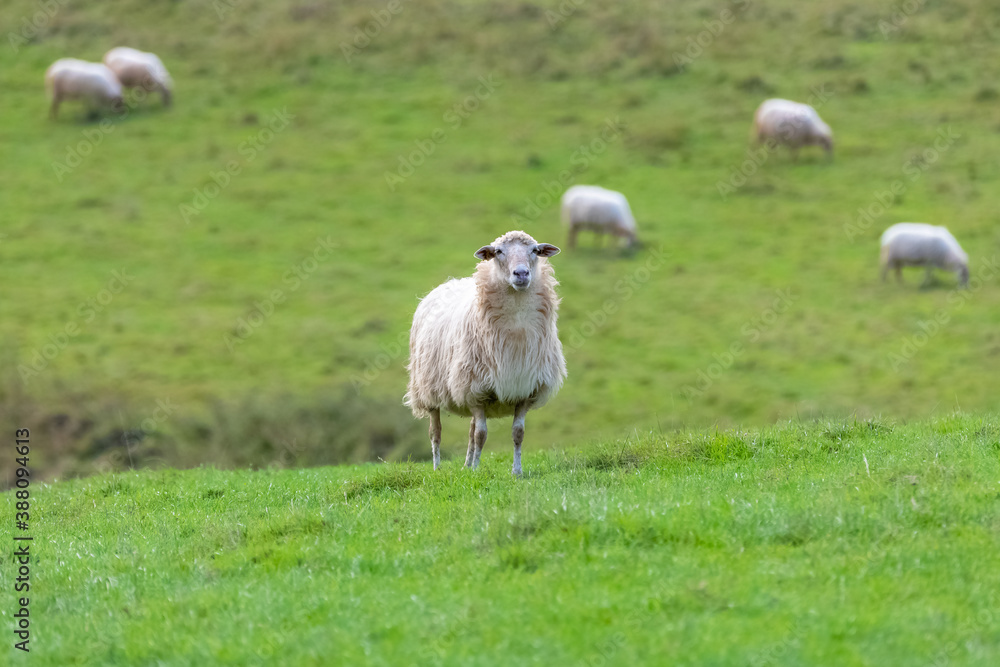 Fototapeta premium One sheep in a field