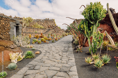 Cactus garden with cartus and succulent plants in Lanzarote, Canary Islands