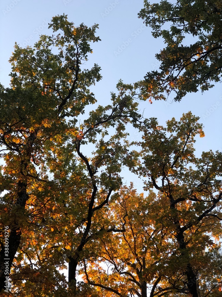 Obraz premium autumn in the park