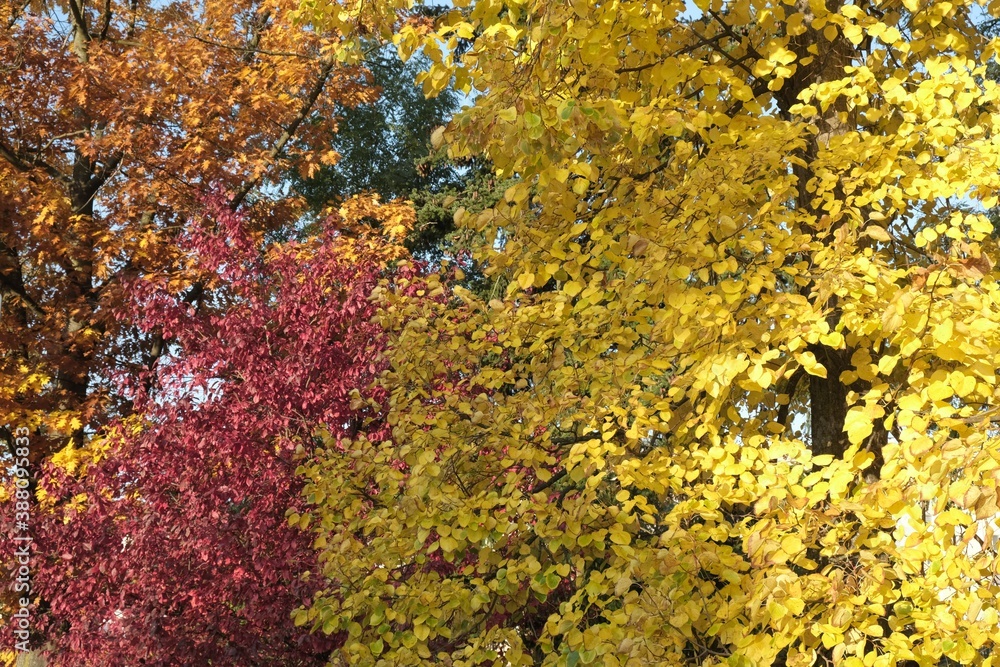 Close up of colorful foliage of trees in sunny autumn day Close up of colorful foliage of trees in sunny autumn day