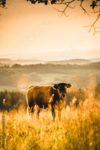 Kuh im Sonnenuntergang 