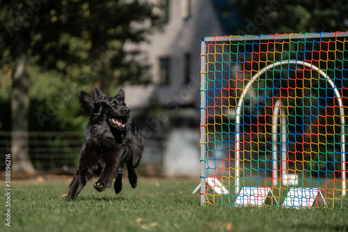 Hund im Hoopers Parcour