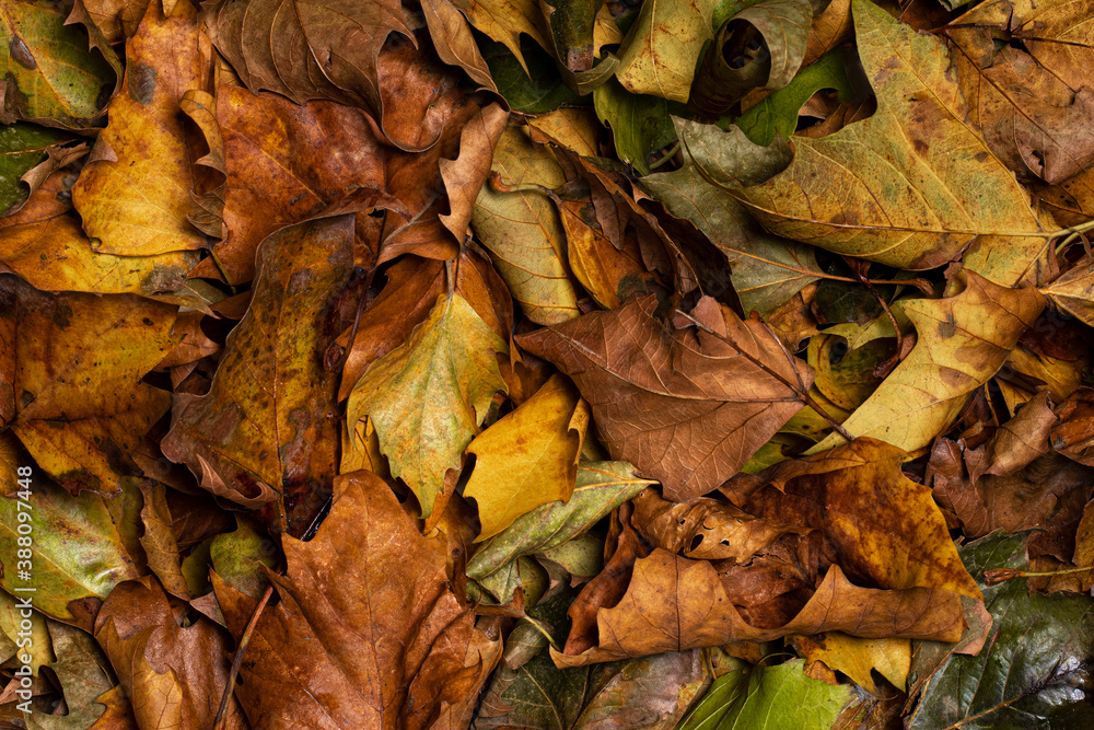 Full frame top view of autumn leaves Full frame top view of autumn leaves