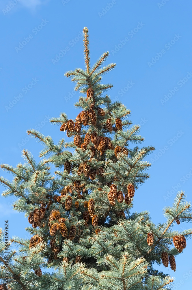 Beautiful cones on a spruce branch Beautiful cones on a spruce branch