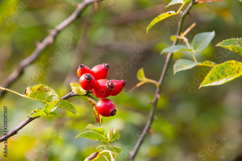 Close up of red fruits of rosehip