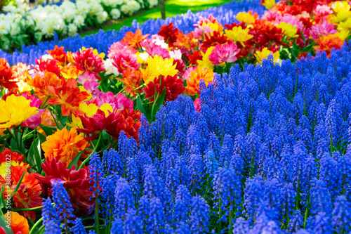 Fototapeta Naklejka Na Ścianę i Meble -  fresh lawn with flowers