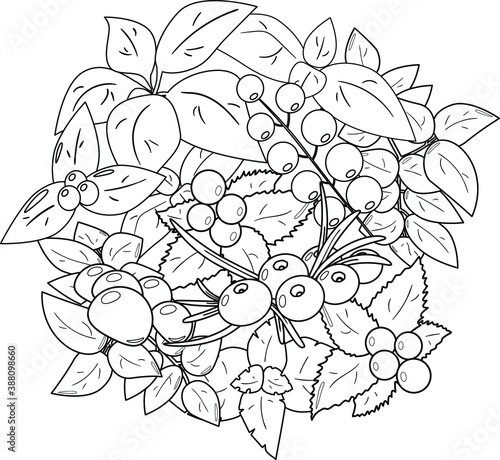   oloring page for coloring book  Christmas berries and leaves