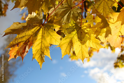 yellow maple leaves against the sky