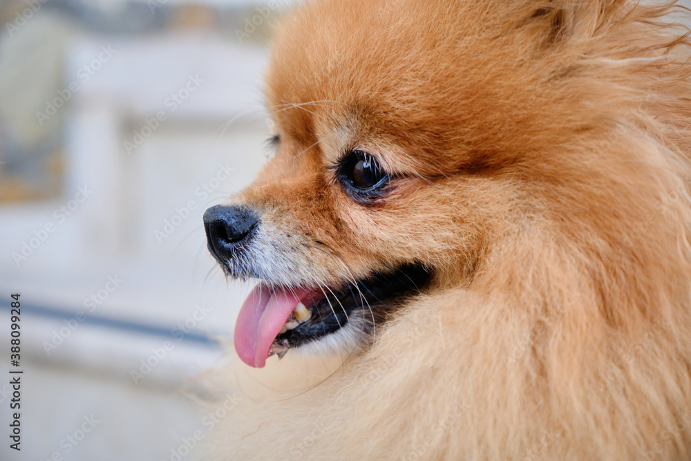 Close up of cute happy Pomeranian dog