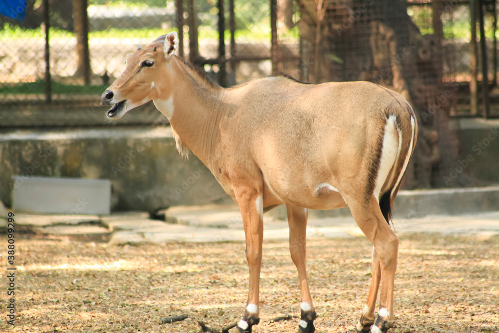 an adult Blue bull largest antelope in India also called Nilgai standing in the grassland in forest of India an adult Blue bull largest antelope in India also called Nilgai standing in the grassland in forest of India