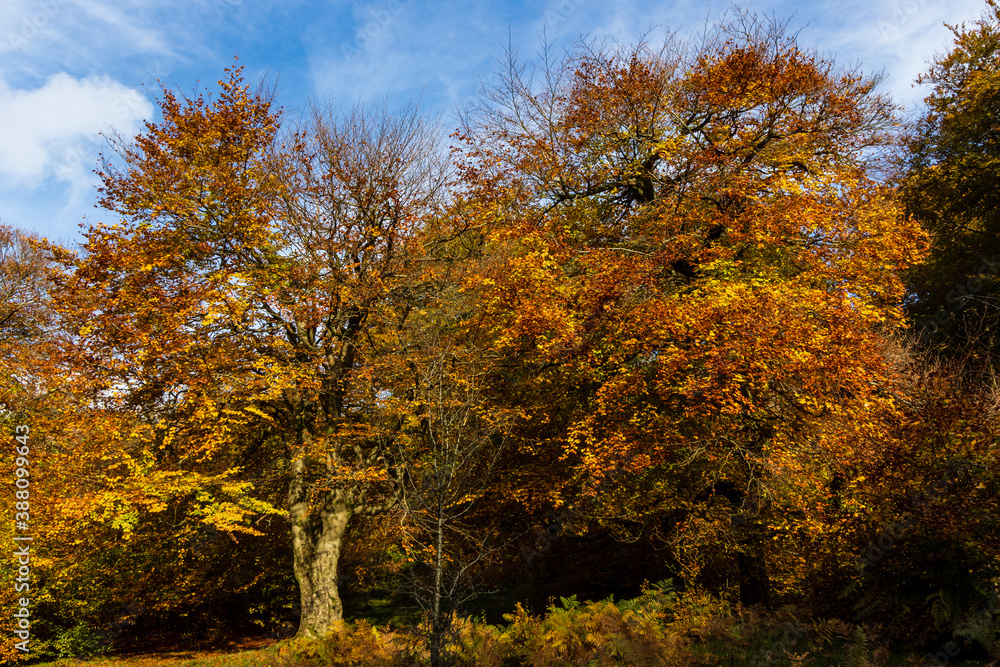 Naklejka premium Autumn trees in a forest