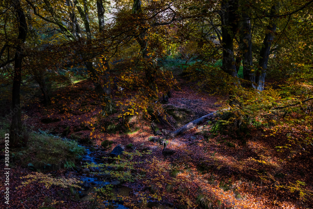 Autumn trees in a forest Autumn trees in a forest