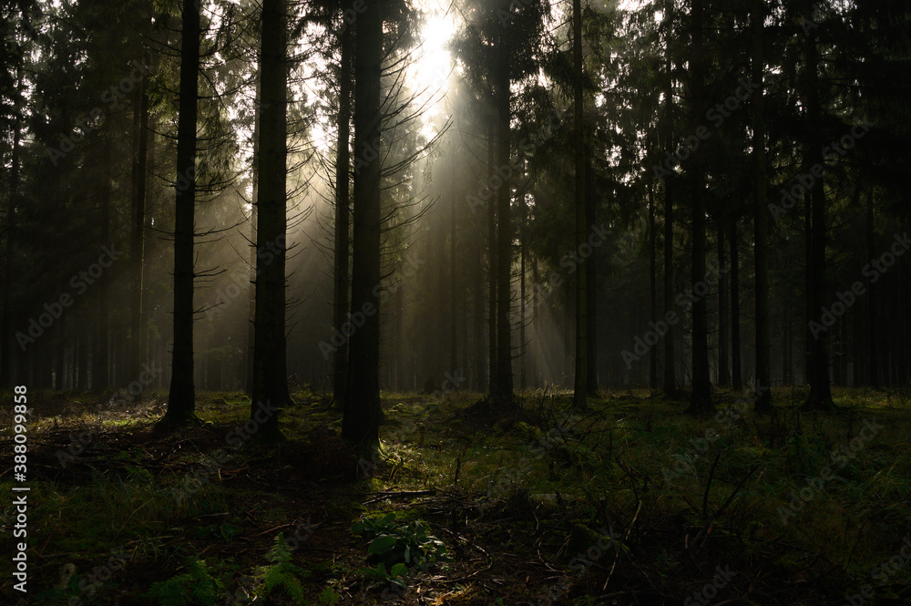 Fototapeta premium Düsterer Wald 