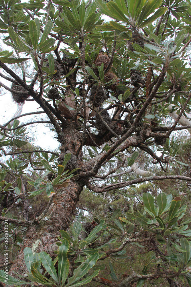 Fototapeta premium trees in the blue mountains in australia