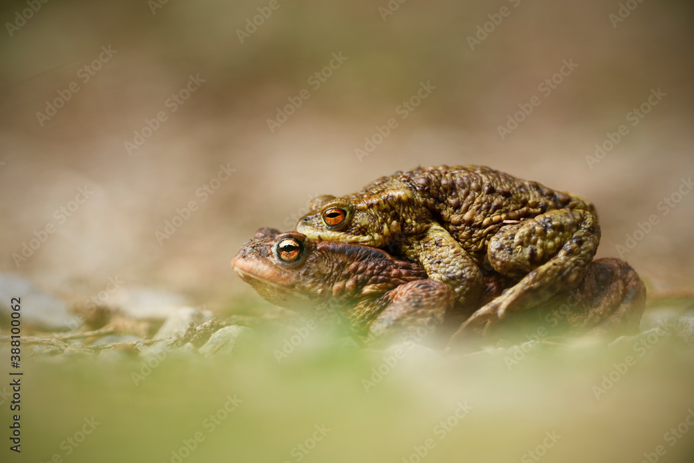 Obraz premium Common toad couple is mating in grass at breeding time