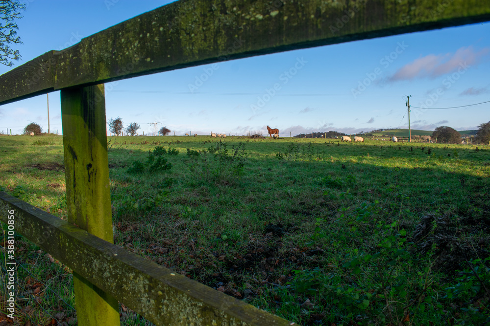 Horse in Meadow at Sunset