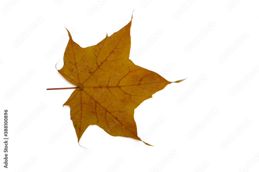 Rust orange maple leaf with very red veins Rust orange maple leaf with very red veins