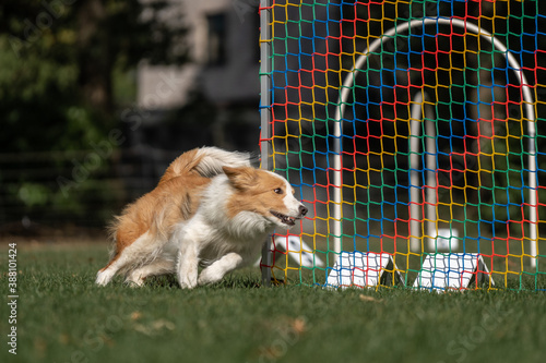 Hund im Hoopers Parcour