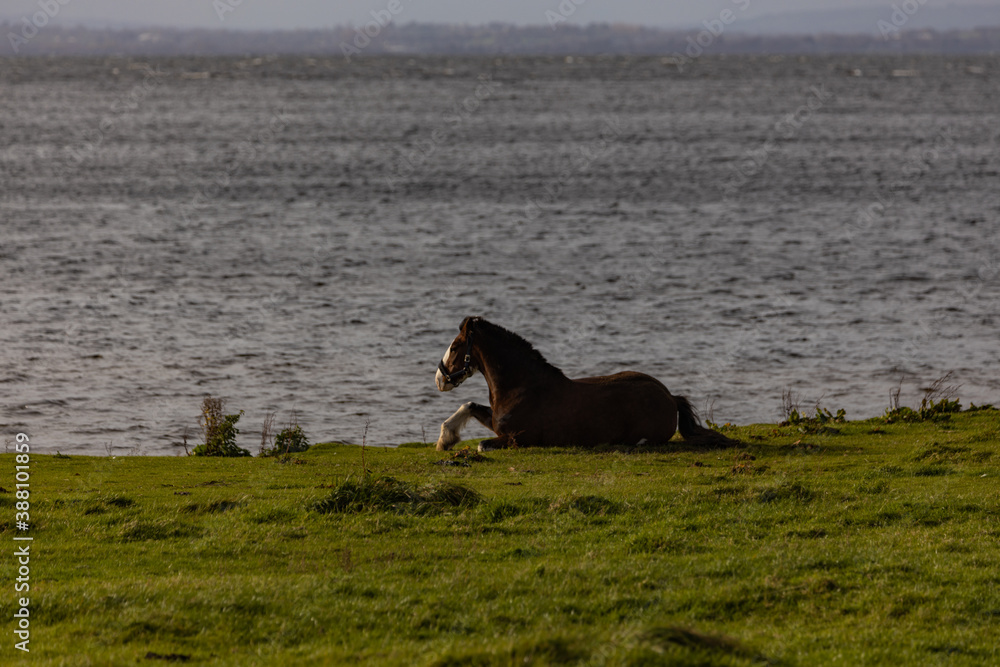 Horses on the shoreline of Lough Neagh, Aghalee, County Antrim with the sperrin mountains in the background, Northern Ireland Horses on the shoreline of Lough Neagh, Aghalee, County Antrim with the sperrin mountains in the background, Northern Ireland