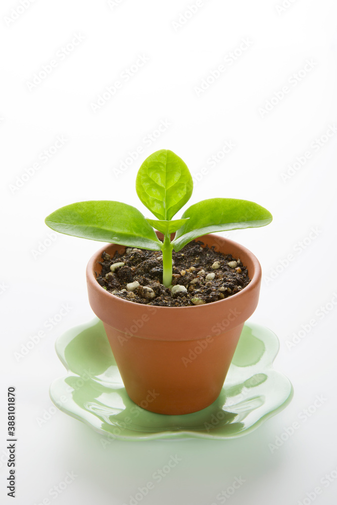 Naklejka premium ツルムラサキの新芽