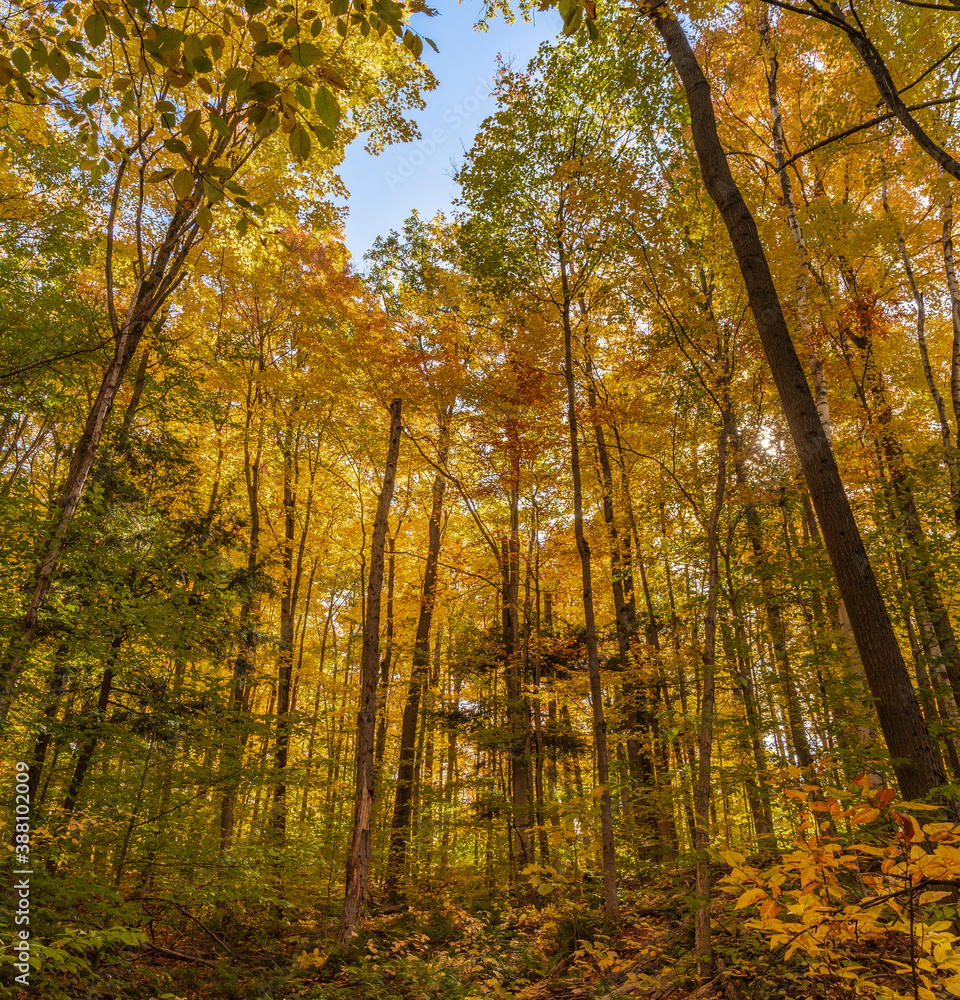 Ancient Forest Glen in Full Fall Splendor Ancient Forest Glen in Full Fall Splendor