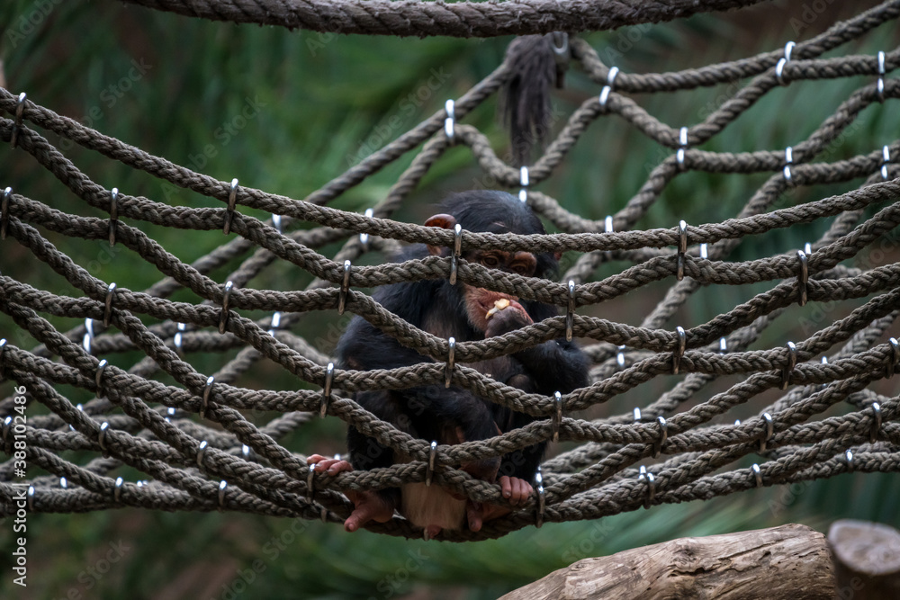 Cute chimpanzee playing in a net Cute chimpanzee playing in a net