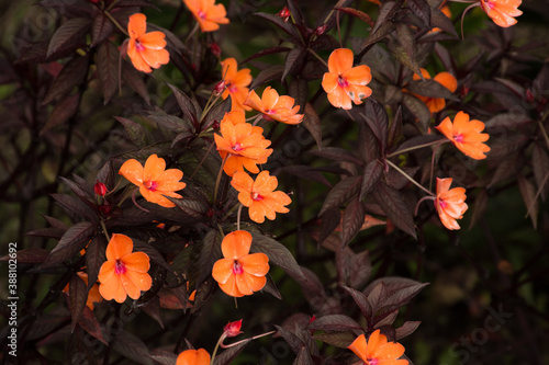 flores tropicales de color naranja y hojas oscuras
