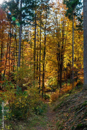 Herbstwald in Mittelth  ringen