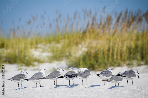 seagulls on the beach