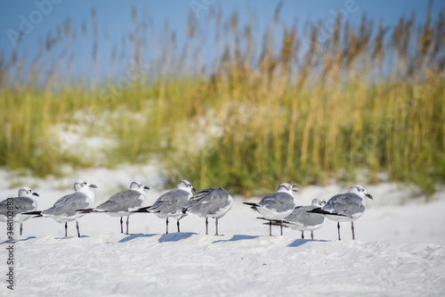 seagulls on the beach
