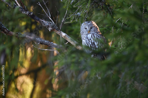 Ural owl perched on dry branch in forest photo