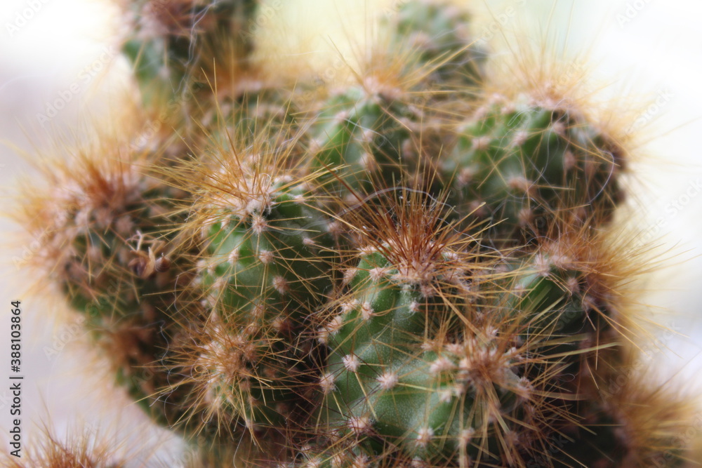 Fototapeta premium cactus close up