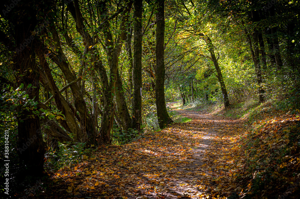 Fototapeta premium Traumhafter Weg im herbstlichen Wald